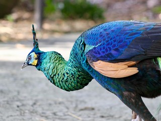 Peacock