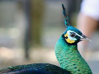 Peacock