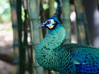 Peacock