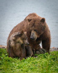 Russian Brown Bear