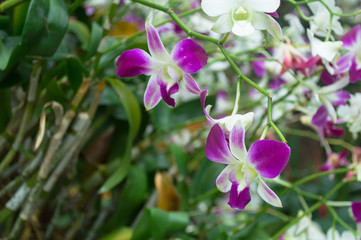 Obraz na płótnie Canvas Orchid flower in pink in the garden