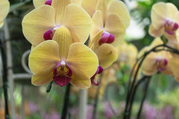 Orchid flower in yellow in the garden