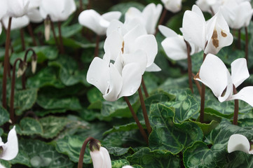 Close up of white cyclamen flowers blossom in garden.