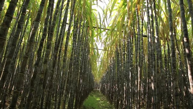 sugarcane plants in growth at field 