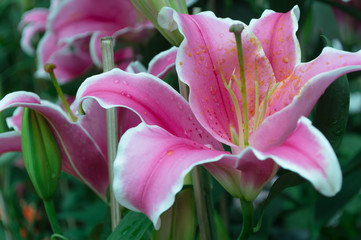 Pink lilly flowers and green leaf background in the garden.