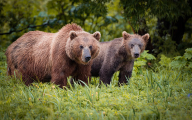 Fototapeta na wymiar Russian Brown Bear
