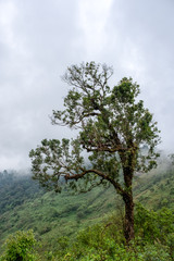 Obraz premium Landscape image of a tree with greenery rainforest and hills on foggy day