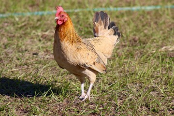 Chicken