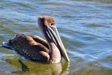 Pelican