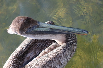 Pelican
