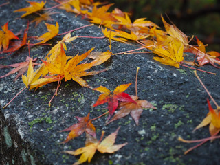 Maple leaves change color in Japan autumn.
