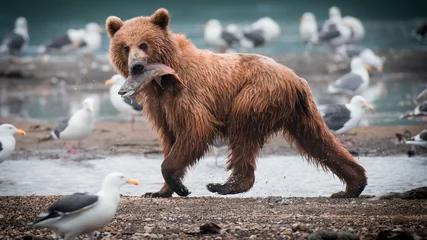 Fototapeten Russian Brown Bear © Chris