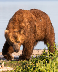 Russian Brown Bear