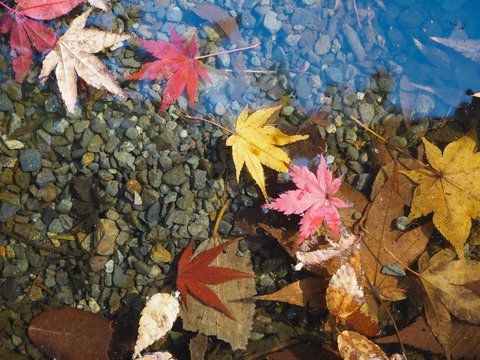 Maple leaves change color in Japan autumn.