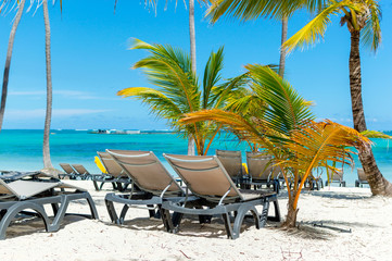 Sun chairs on the beach among palm trees in the resort of Punta Cana.