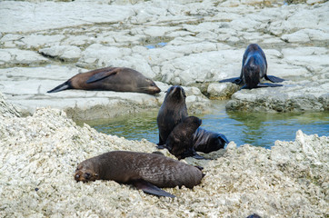 Colony of fur seals in Kaikoura, New Zealand