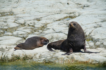 Fototapeta premium Colony of fur seals in Kaikoura, New Zealand