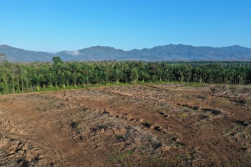 Deforestation and palm oil plantations in Thailand 
