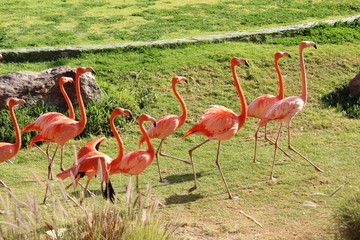 Flamingos