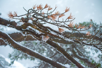 pine trees covered by snow