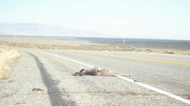 Wide, deer road kill in Idaho road