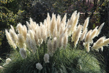 Flores