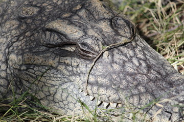 Cocodrilo del nilo