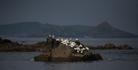 Oiseau baies des 7 îles Perros Guirec Côtes d'Armor Bretagne France