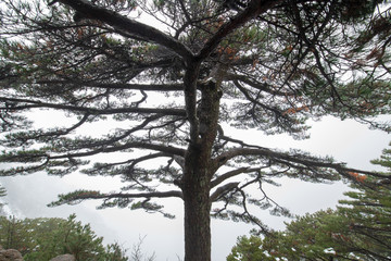 pine trees covered by snow