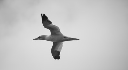 Oiseau baies des 7 îles Perros Guirec Côtes d'Armor Bretagne France