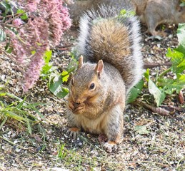 Squirrel Eating