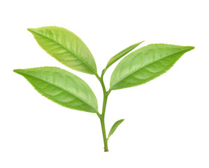 Green tea leaf isolated on white background