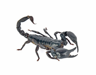 scorpion on white background