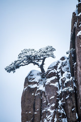 pine tree covered by snow on the mountain