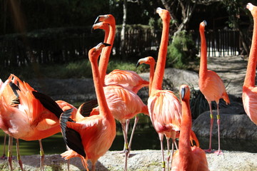 Flamingos