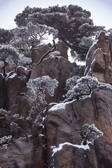 Fototapeta na wymiar pine tree covered by snow on the mountain