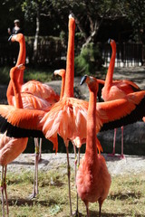 Obraz premium Flamingos