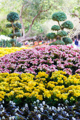 Beautiful garden of colorful flowers