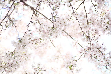 朝日を浴びる桜の花