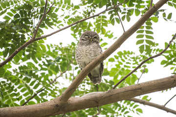 Athene brama, Owl symbol of bad Resting during the daytime