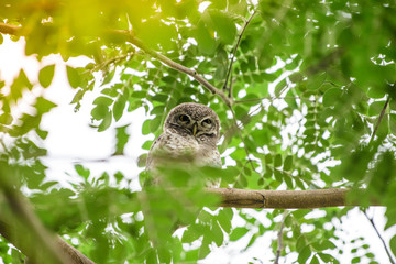Athene brama, Owl symbol of bad Resting during the daytime