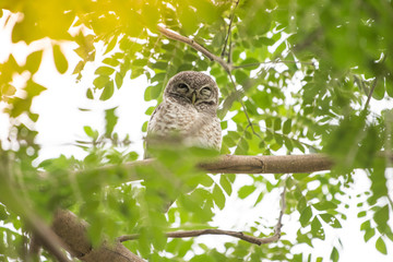 Athene brama, Owl symbol of bad Resting during the daytime