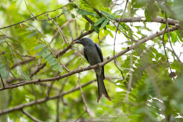  birds are taking insects.