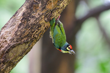 Birds are drilling trees