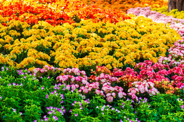Obraz premium Beautiful garden of colorful flowers