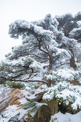 snow on pine trees