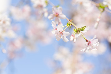 青い空と枝垂れ桜の花