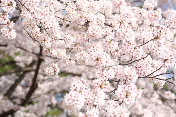 満開の桜の花