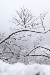 Fototapeta na wymiar snow on pine trees