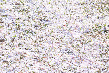 散った桜の花びら